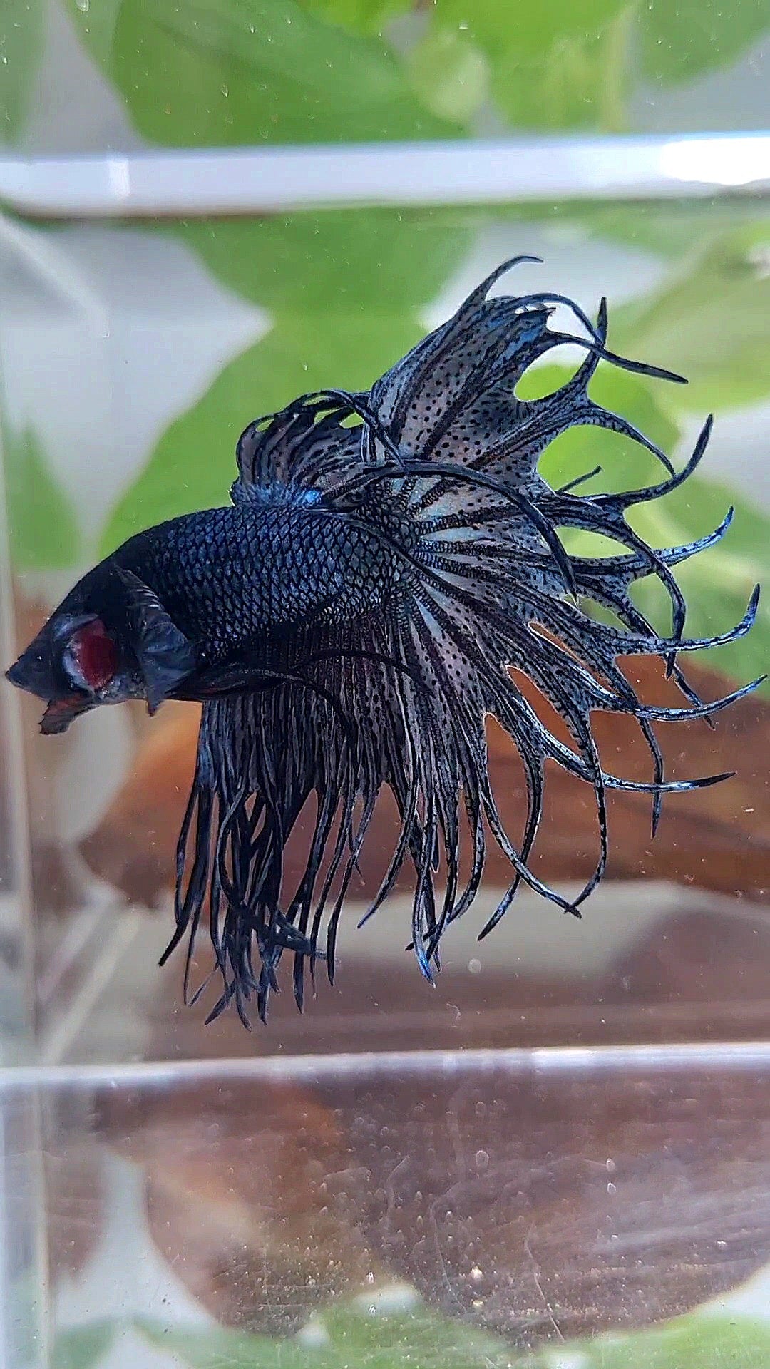 KING CROWNTAIL COPPER DARK BETTA FISH