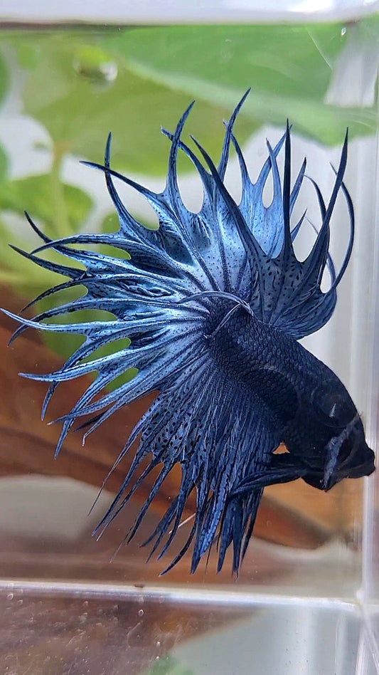 LUXURY KING CROWNTAIL FULL BLUE DARK BETTA FISH
