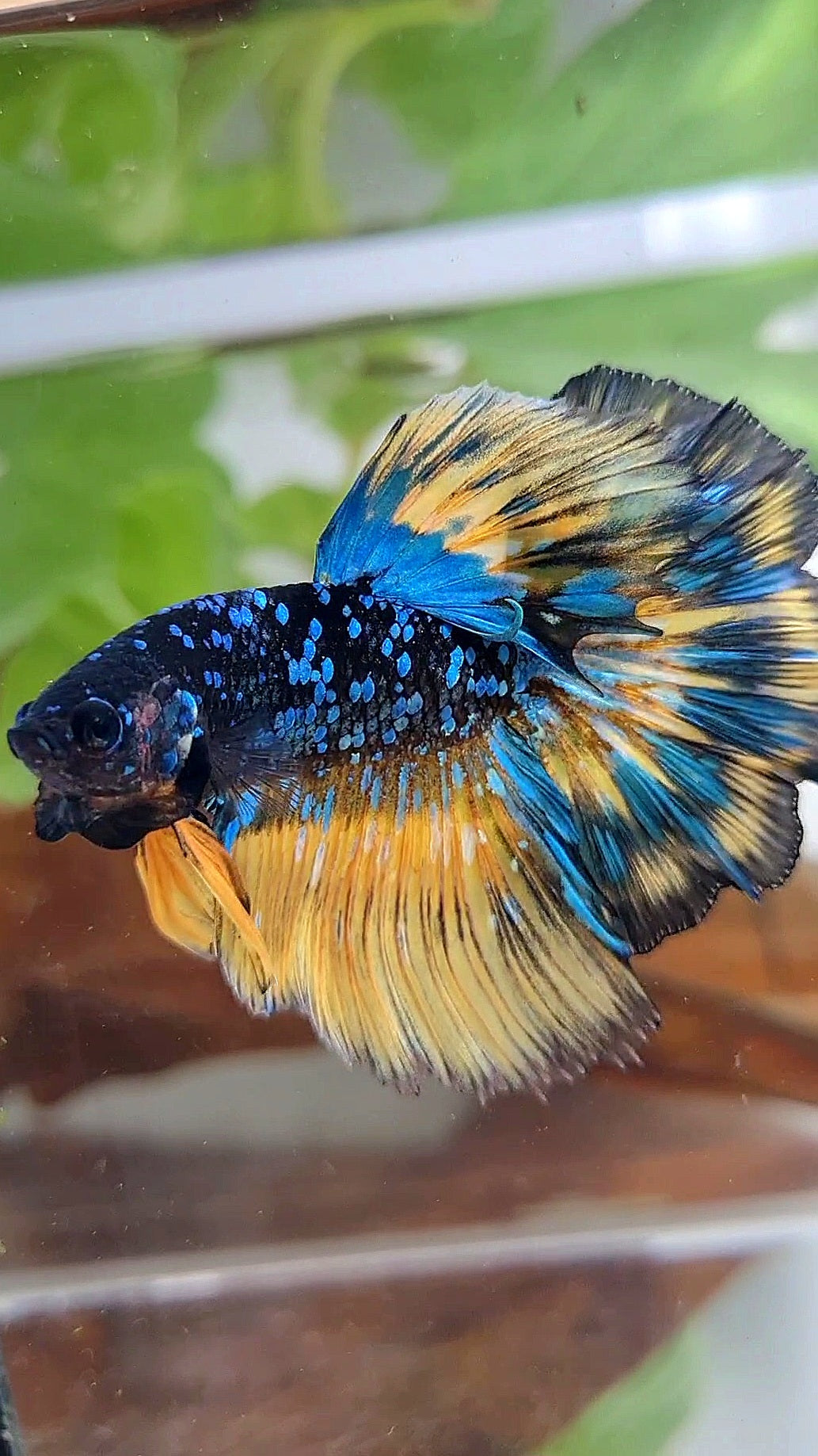 3 FISH PAIR HALFMOON AVATAR GALAXY YELLOW PATTERN & FEMALE HALFMOON DOTS BETTA FISH
