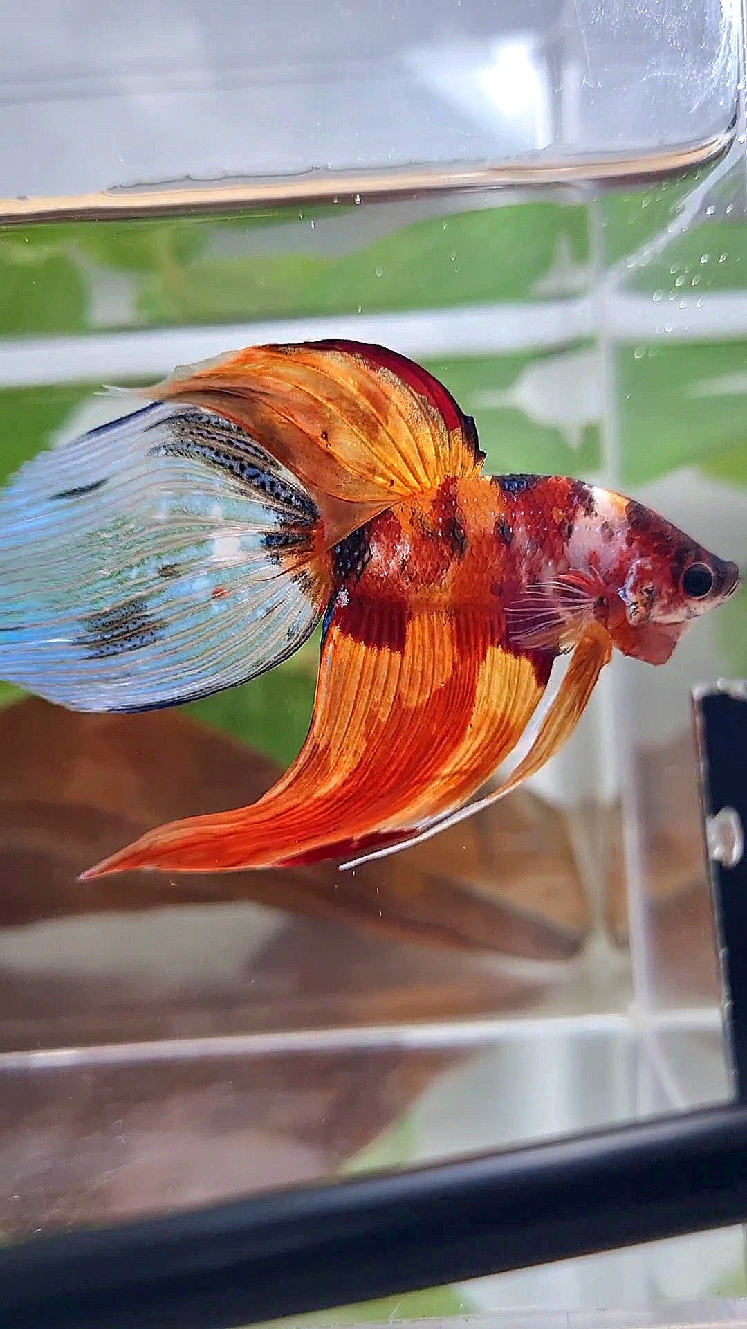 XL VEILTAIL NEMO TIGER CLASSIC MULTICOLOR BETTA FISH