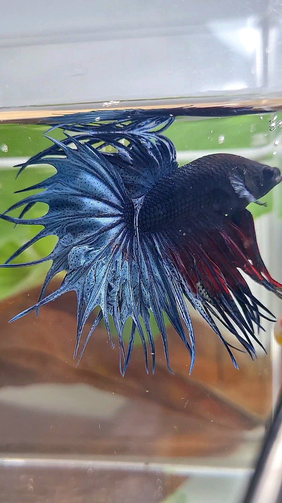 XL KING CROWNTAIL BLUE BETTA FISH