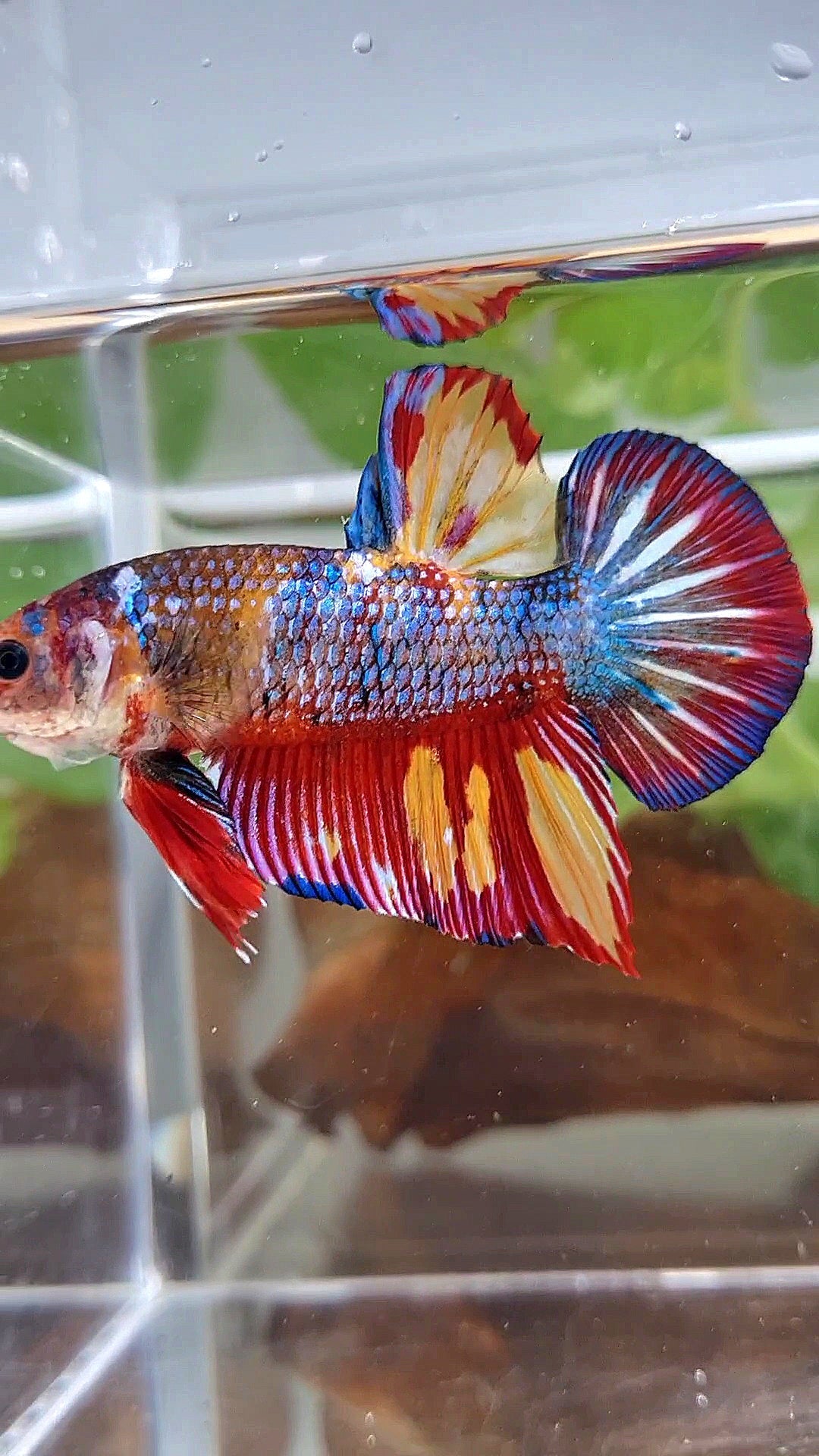 GIANT PLAKAT RAINBOW METTALIC MULTICOLOR FIRE BETTA FISH
