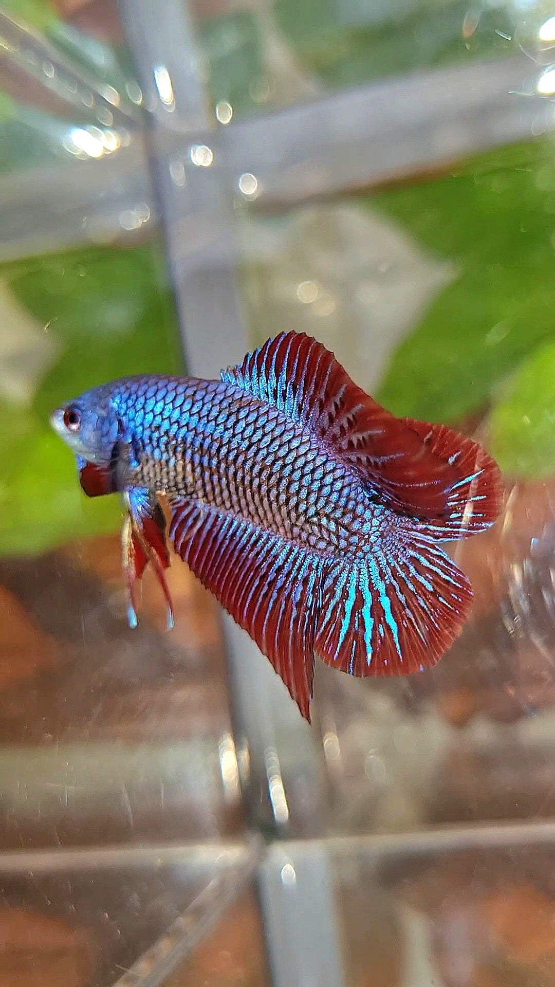 LUXURY PLAKAT DOUBLE TAIL ALIEN BLUE HYBRID WILD BETTA FISH