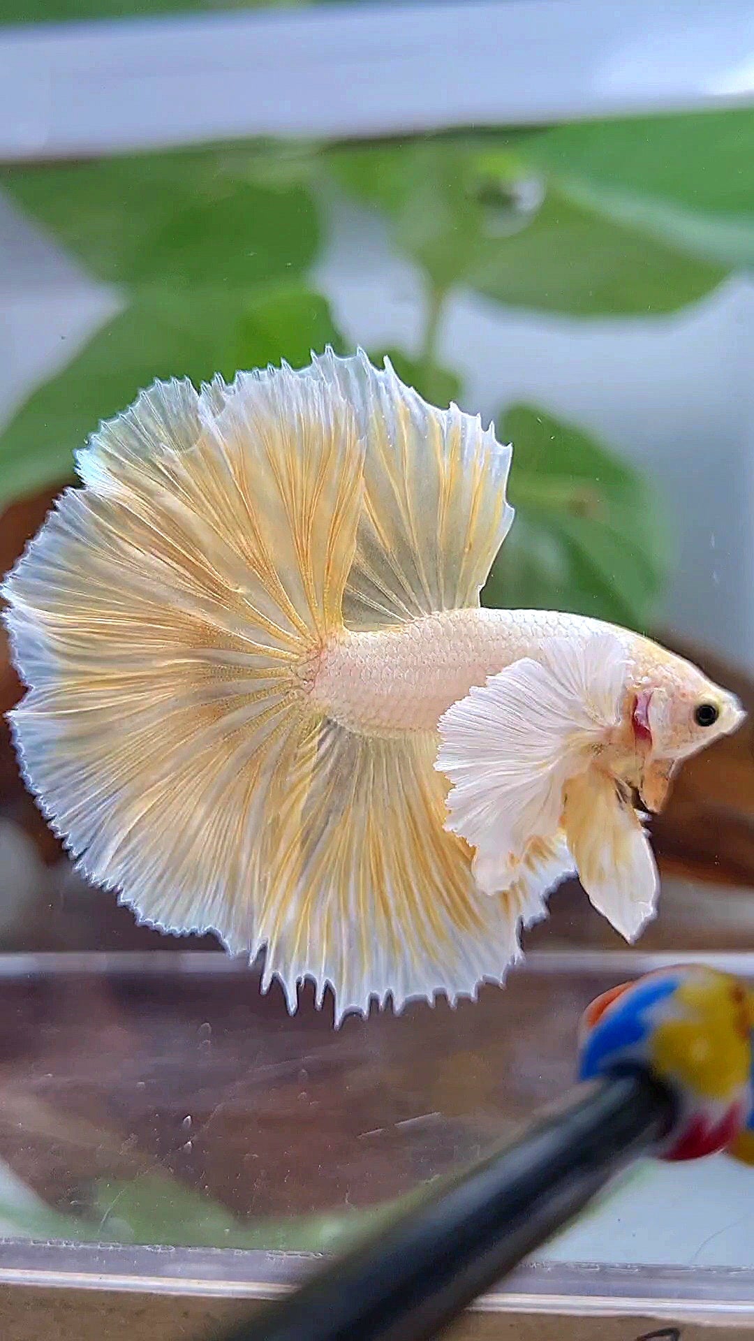 LUXURY HALFMOON DUMBO EAR ROSETAIL GOLDEN BETTA FISH