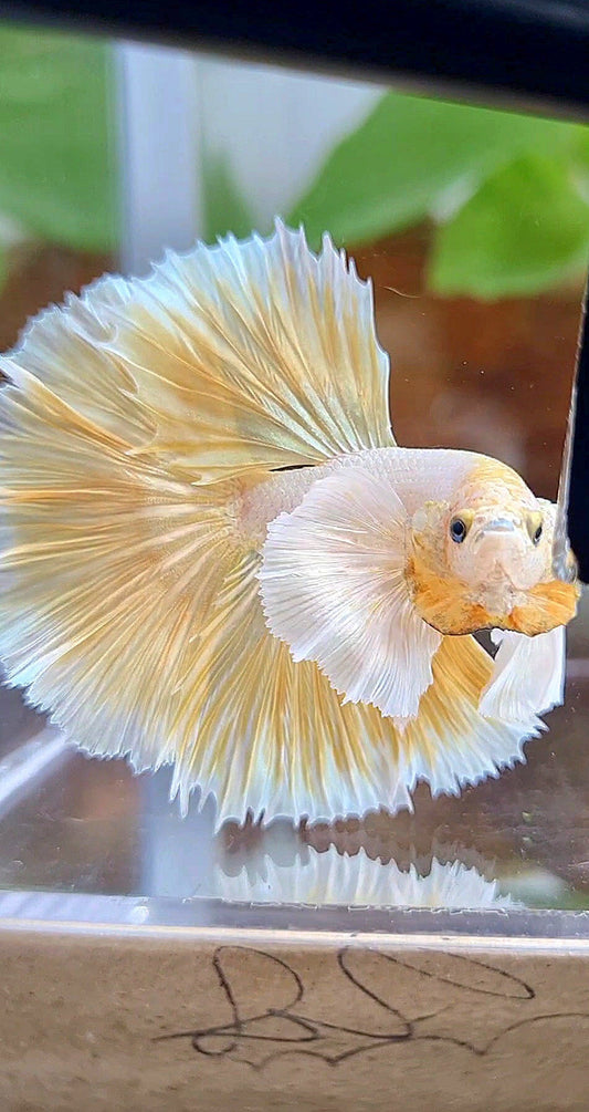 LUXURY HALFMOON DUMBO EAR ROSETAIL GOLDEN BETTA FISH