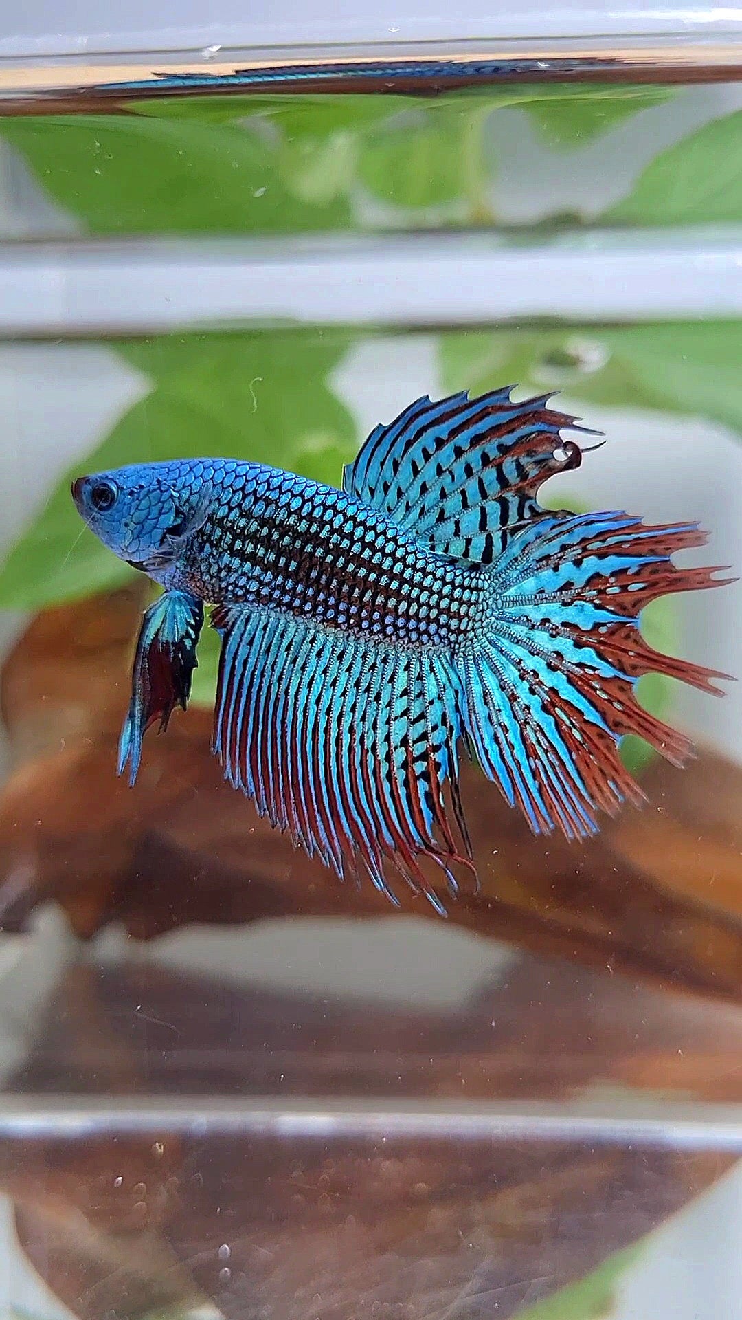 LUXURY CROWNTAIL ALIEN GREEN BLUE HYBRID WILD BETTA FISH