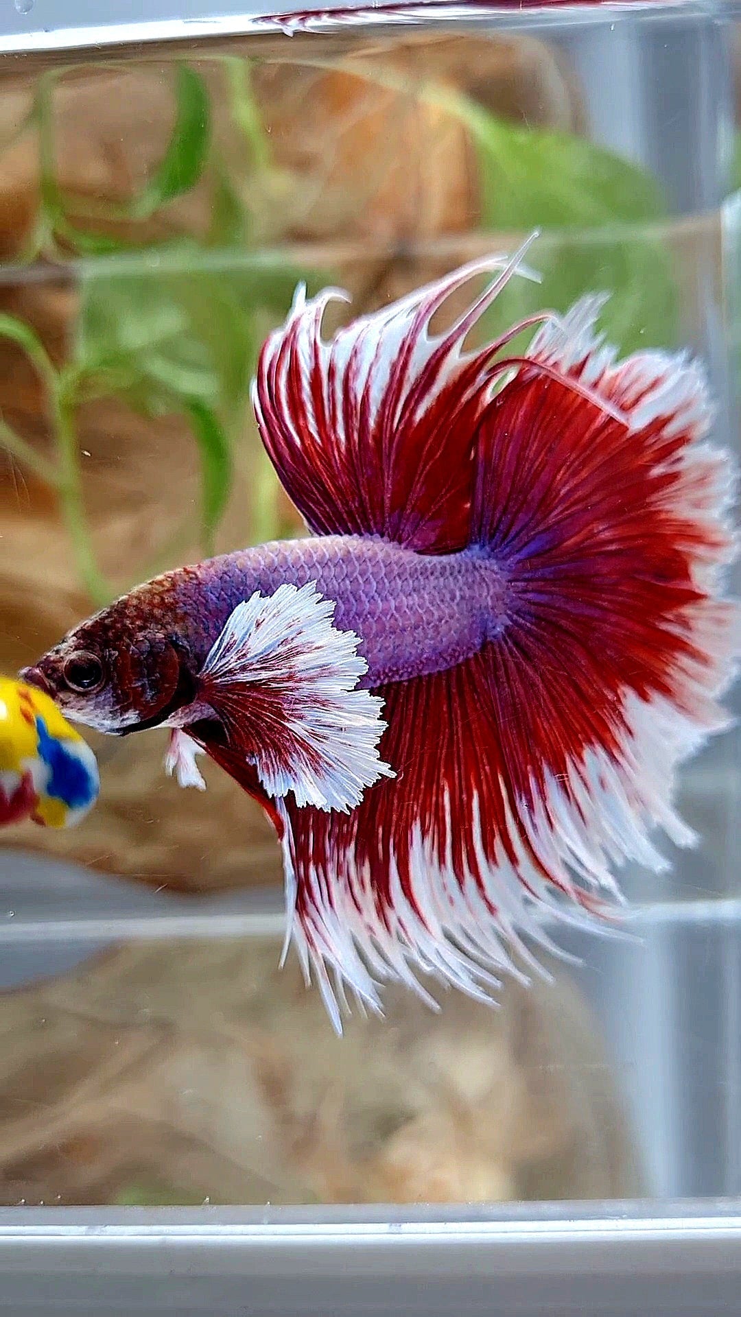 XL HALFMOON CROWNTAIL DUMBO EAR RED PURPLE MAGENTA BETTA FISH