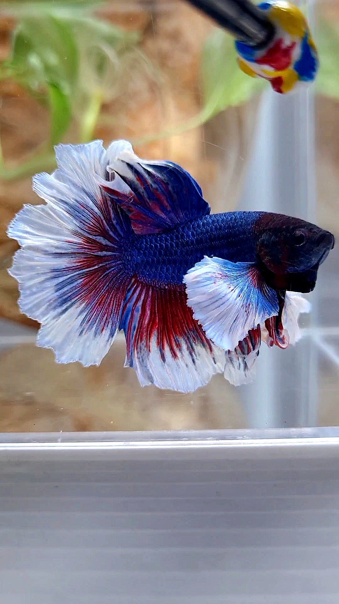 HALFMOON DUMBO EAR ROSETAIL PURPLE BUTTEFLY BETTA FISH