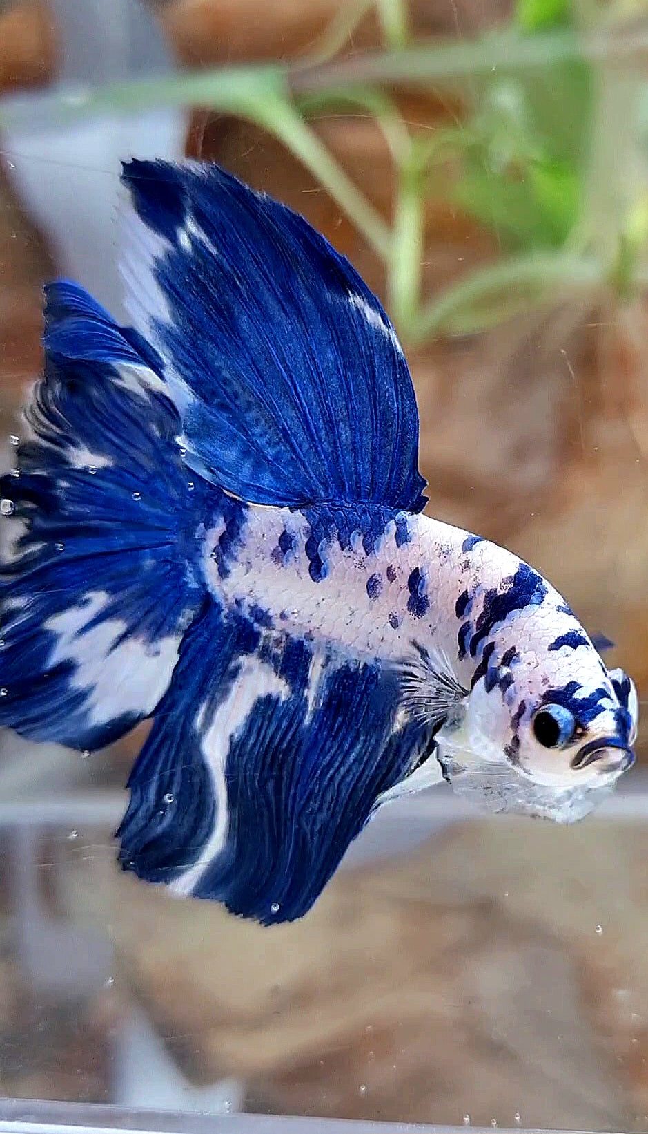 HALFMOON ROSETAIL BLUE DOTS MARBLE BETTA FISH
