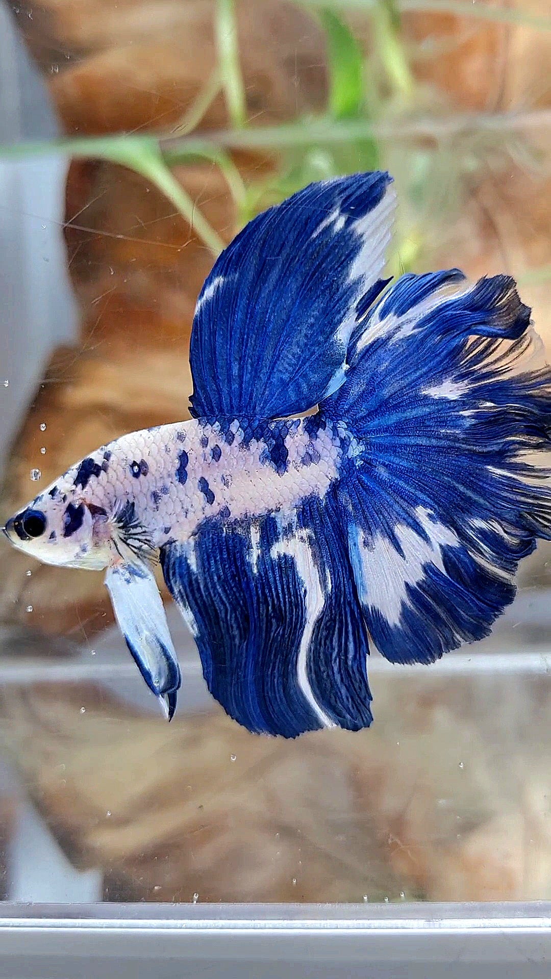 HALFMOON ROSETAIL BLUE DOTS MARBLE BETTA FISH