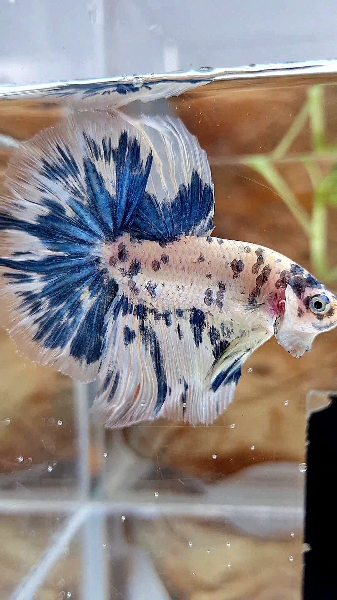 HALFMOON ROSETAIL SUPER DOTS BLUE MARBLE BETTA FISH