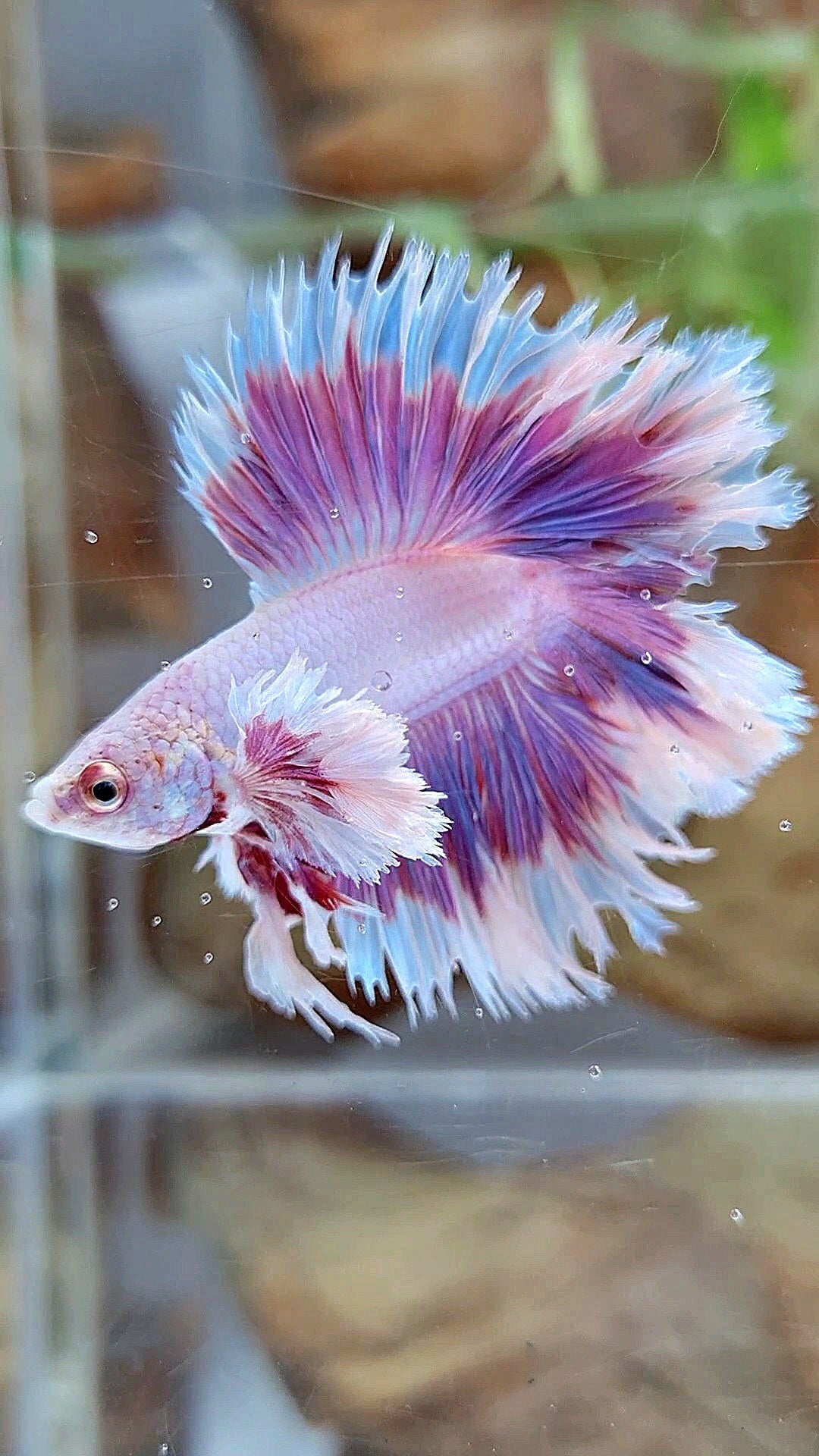 KING FEATHER TAIL HALFMOON DUMBO EAR DOUBLE TAIL PURPLE BUTTERFLY BETTA FISH