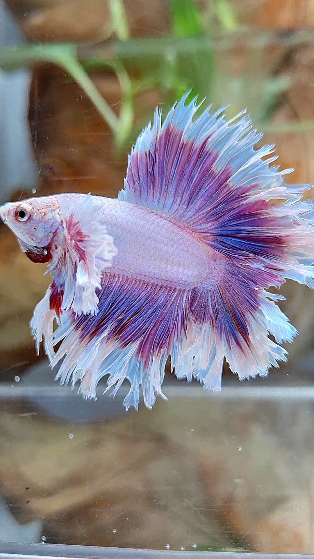 KING FEATHER TAIL HALFMOON DUMBO EAR DOUBLE TAIL PURPLE BUTTERFLY BETTA FISH