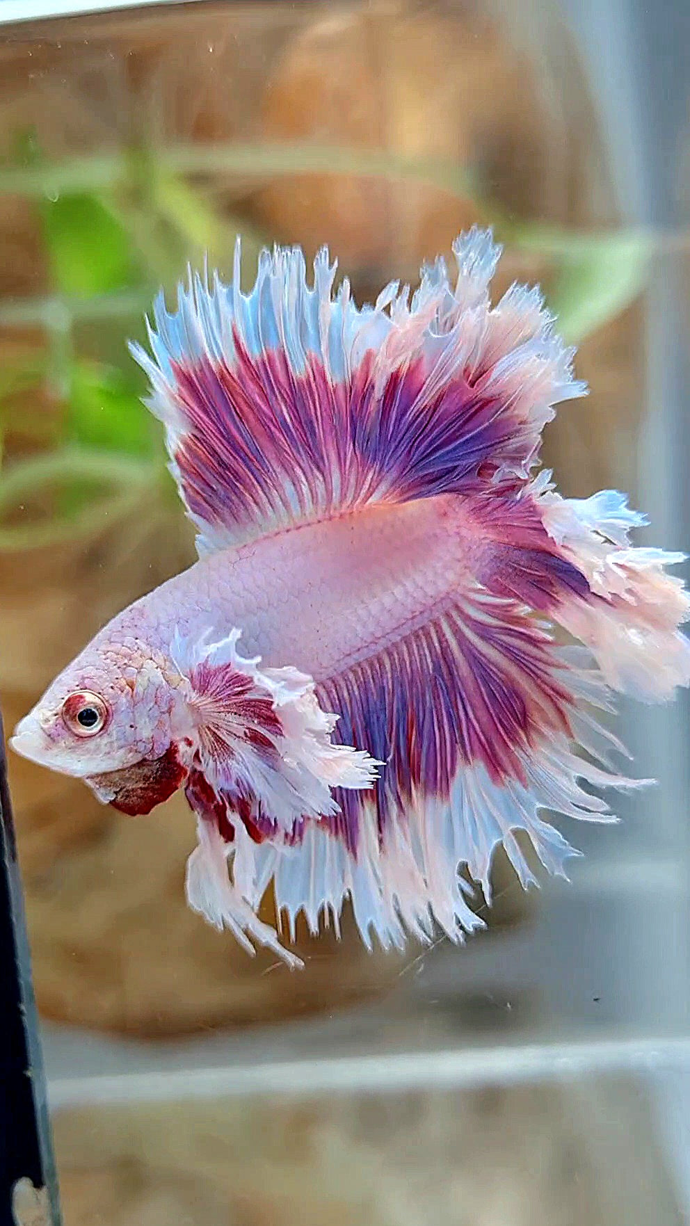 KING FEATHER TAIL HALFMOON DUMBO EAR DOUBLE TAIL PURPLE BUTTERFLY BETTA FISH