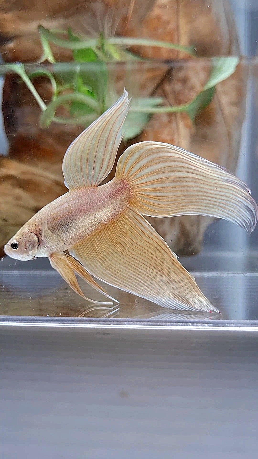 XL VEILTAIL GOLD BETTA FISH