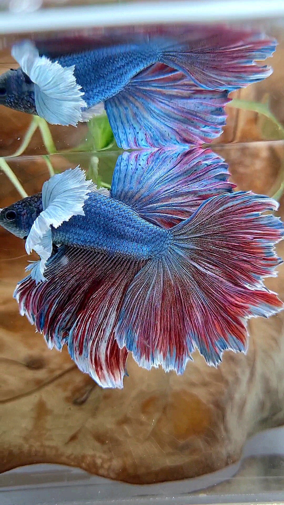 XL HALFMOON SUPER DUMBO EAR FEATHER BLUE RED PURPLE BETTA FISH