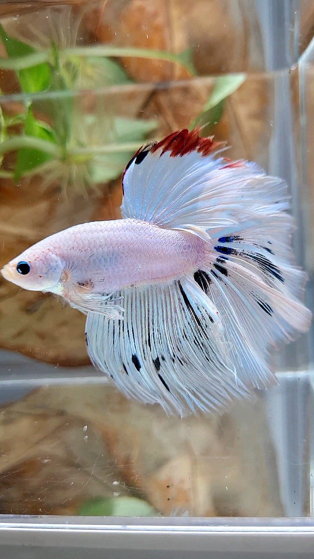 XL HALFMOON ROSETAIL WHITE FANCY RED WASH UNIQUE BETTA FISH