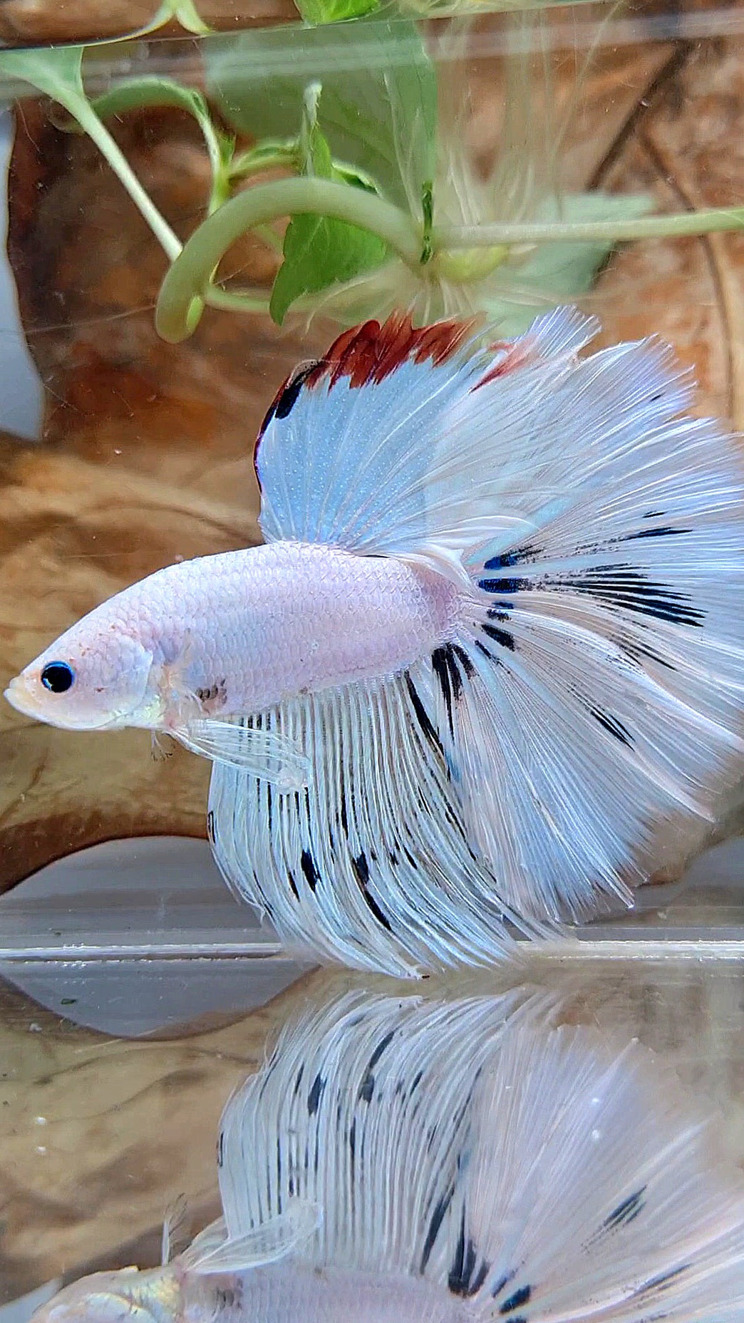 XL HALFMOON ROSETAIL WHITE FANCY RED WASH UNIQUE BETTA FISH