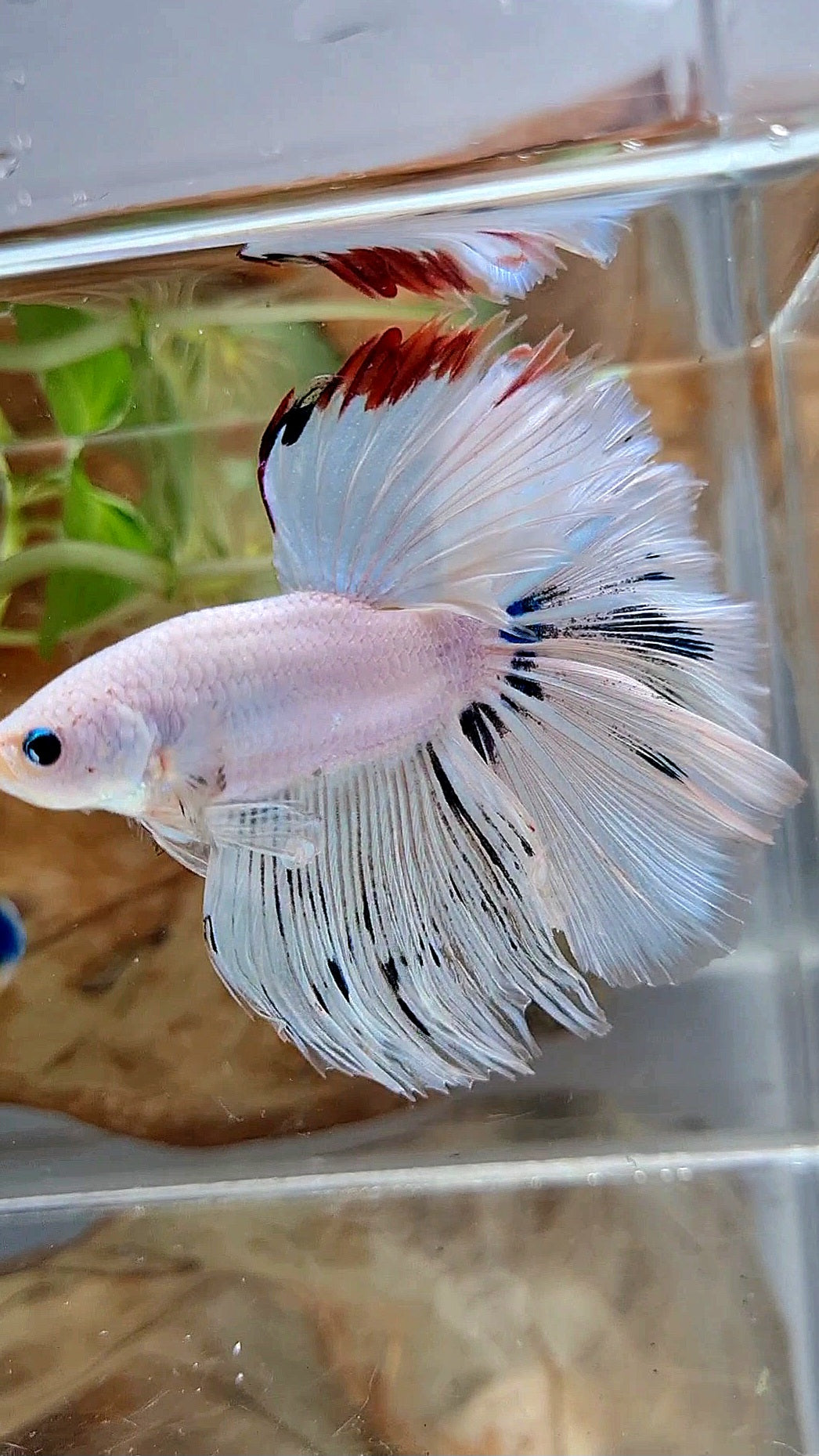XL HALFMOON ROSETAIL WHITE FANCY RED WASH UNIQUE BETTA FISH