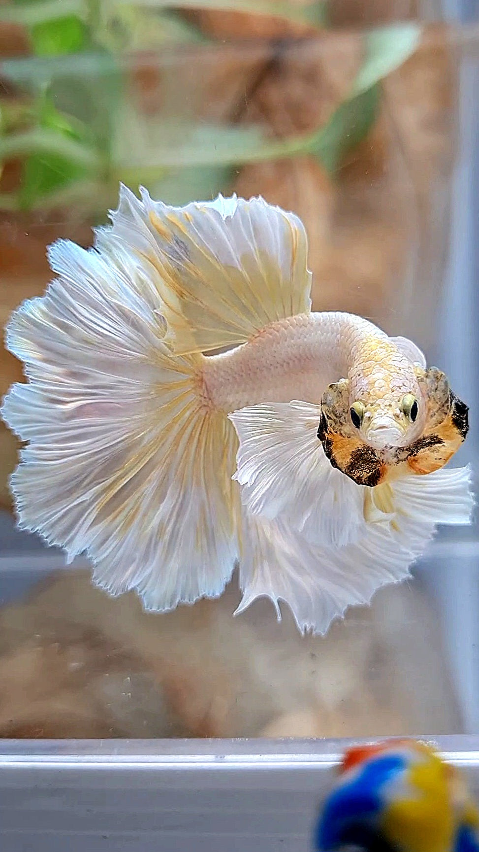 HALFMOON DUMBO EAR ROSETAIL GOLD BUTTERLY BETTA FISH
