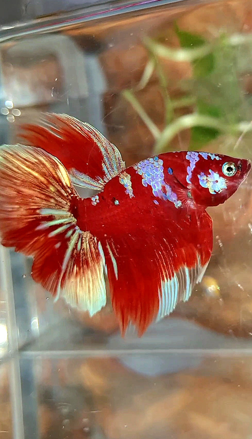 HALFMOON ROSETAIL BARONGSAI RED PURPLE GALAXY MULTICOLOR BETTA FISH