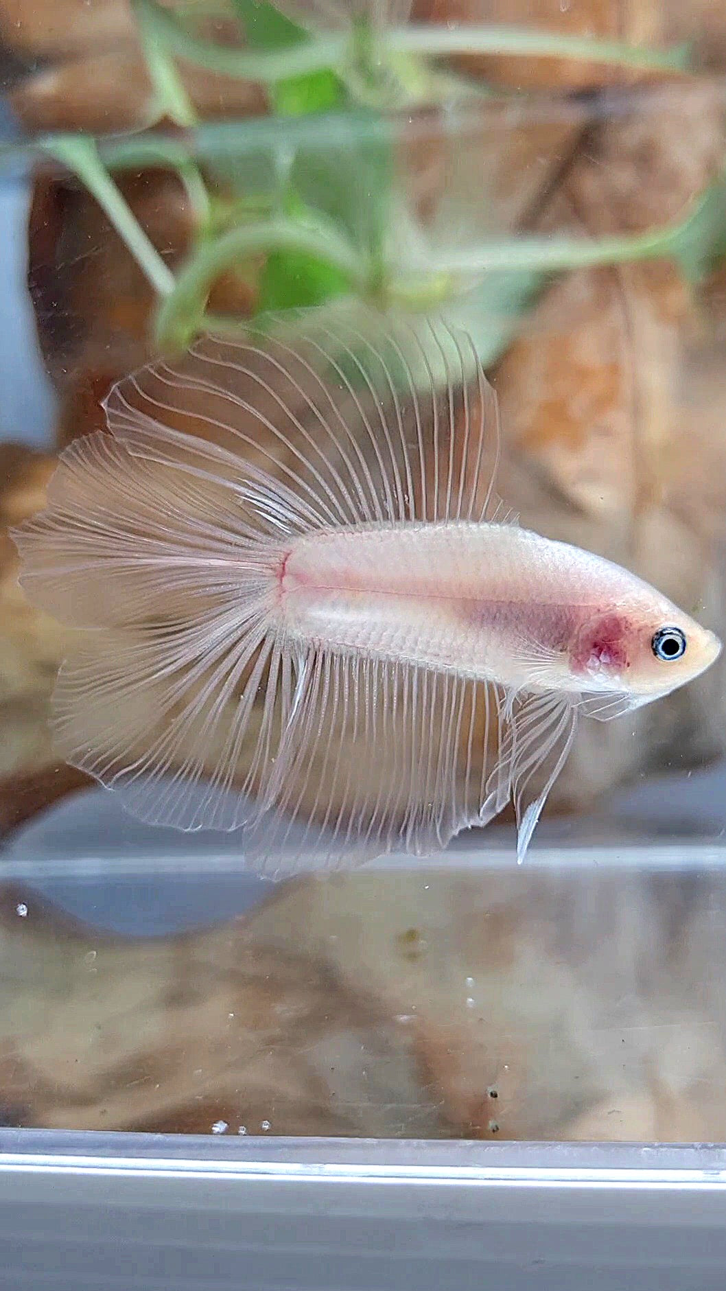HALFMOON DOUBLE TAIL CELLOPHANE TRANSPARENT BETTA FISH