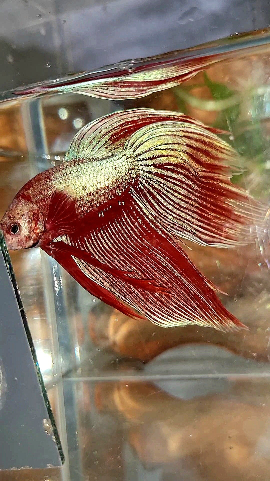 XL VEILTAIL MAGENTA UNICORN BETTA FISH