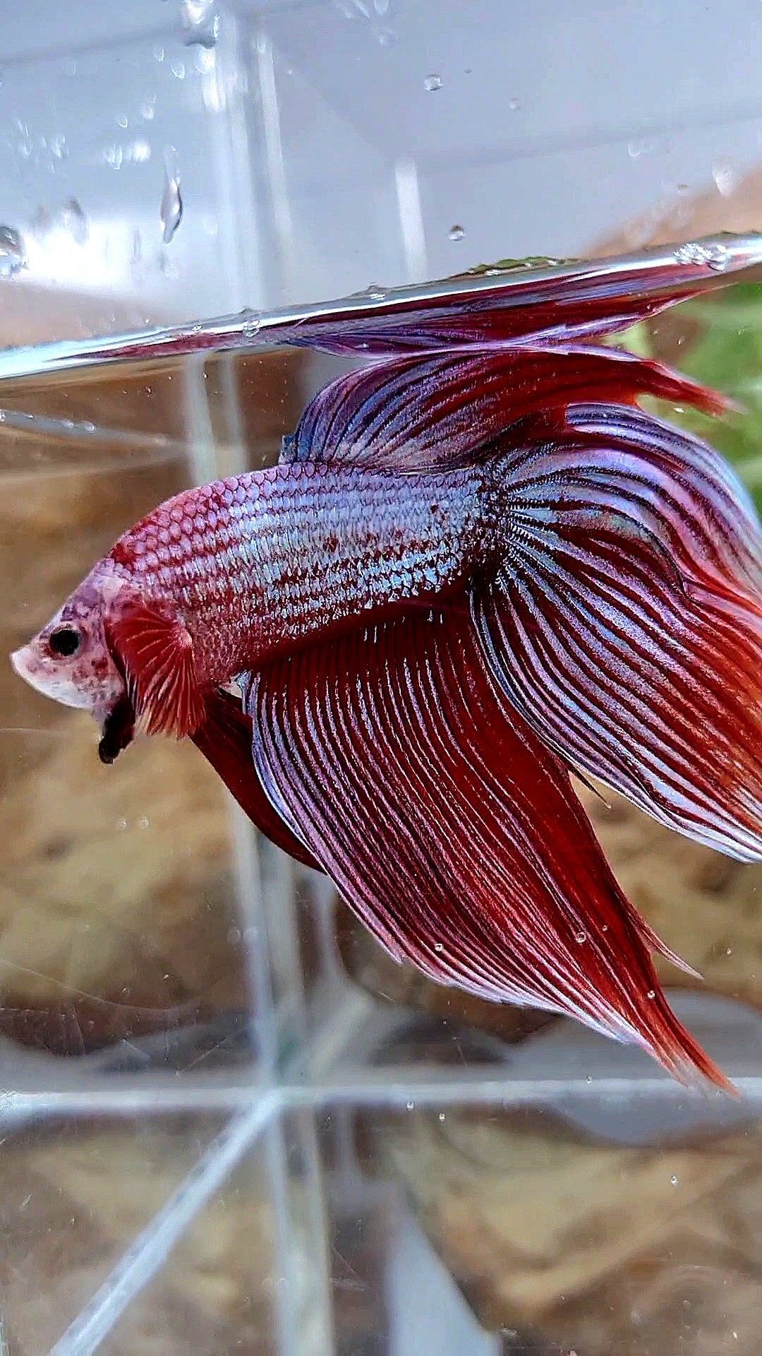 XL VEILTAIL MAGENTA UNICORN BETTA FISH