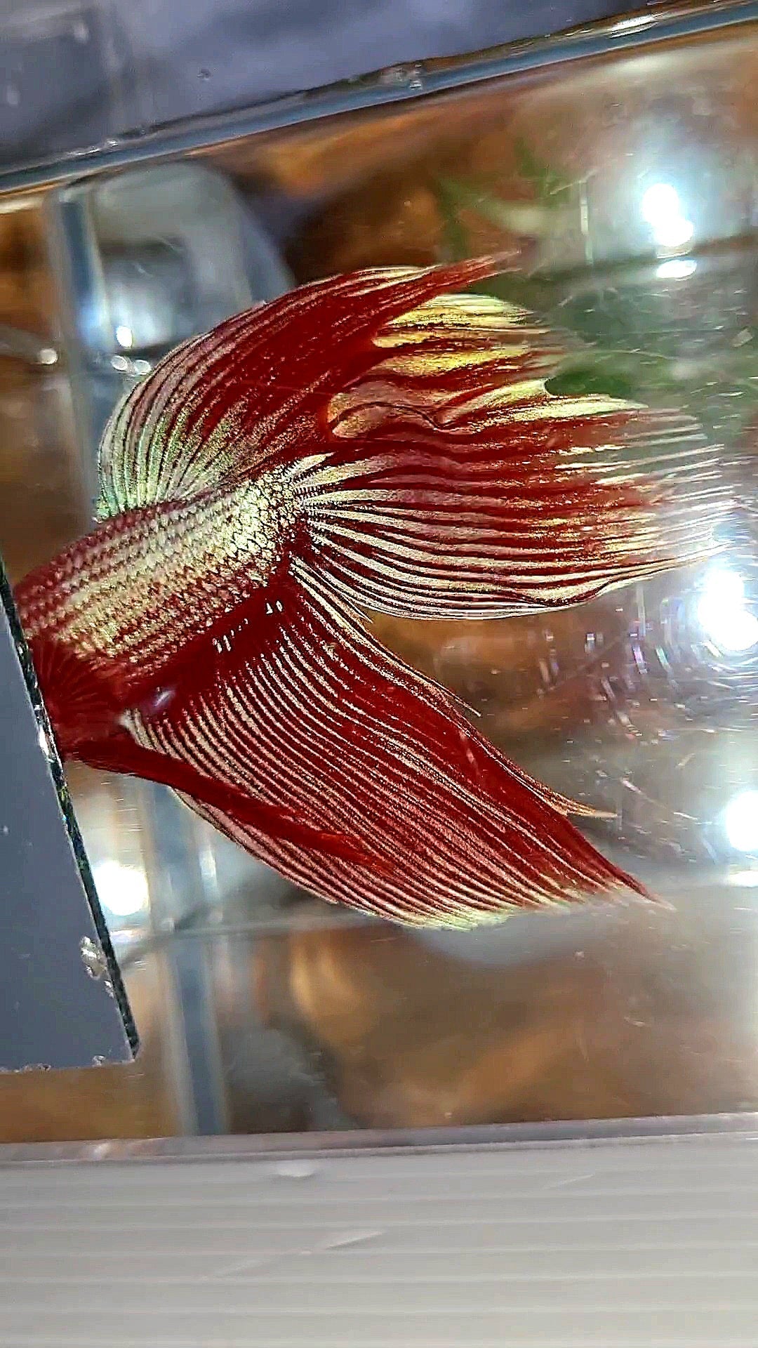 XL VEILTAIL MAGENTA UNICORN BETTA FISH