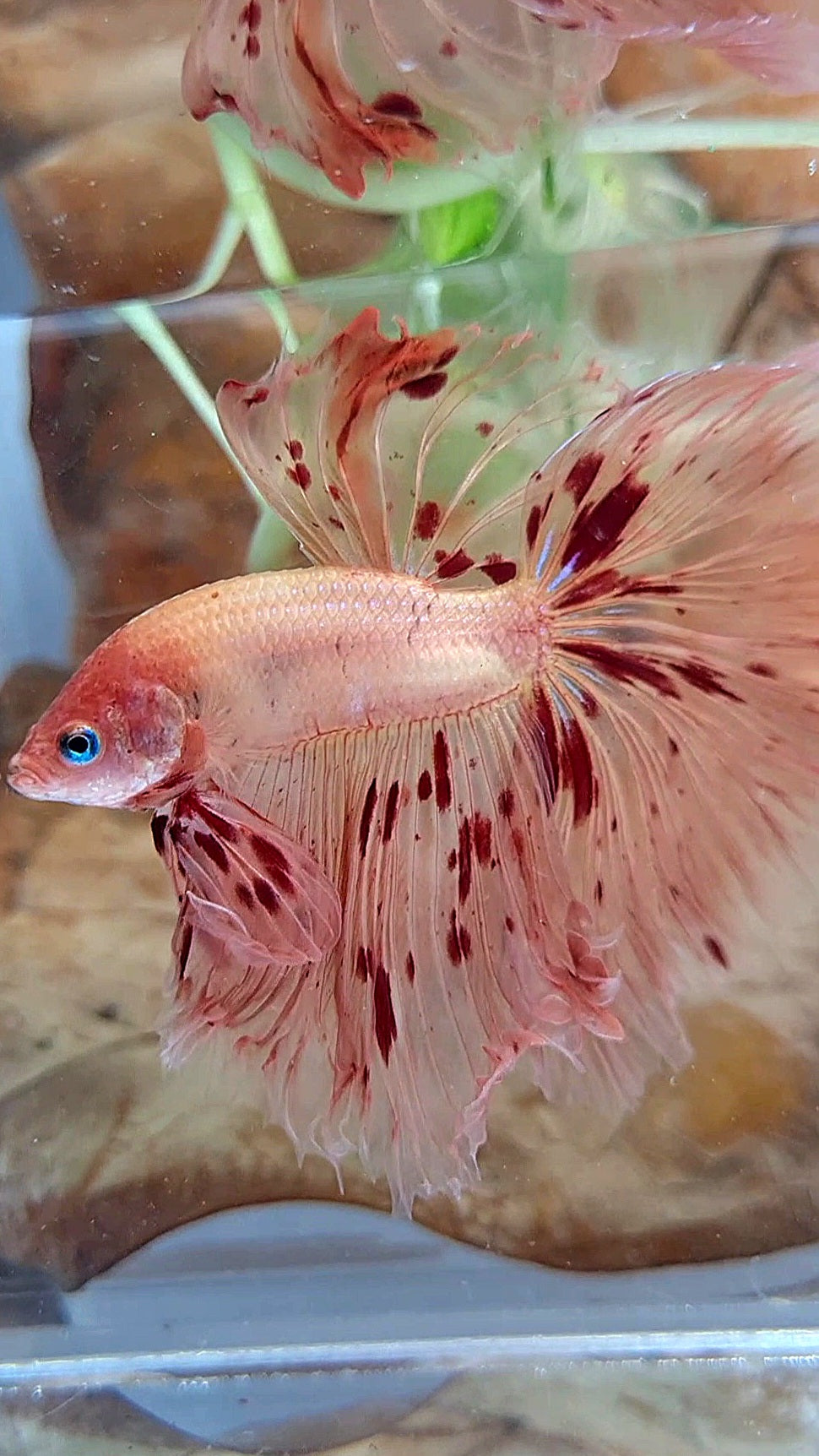 XL HALFMOON OVER ROSETAIL ARMAGEDDON BETTA FISH