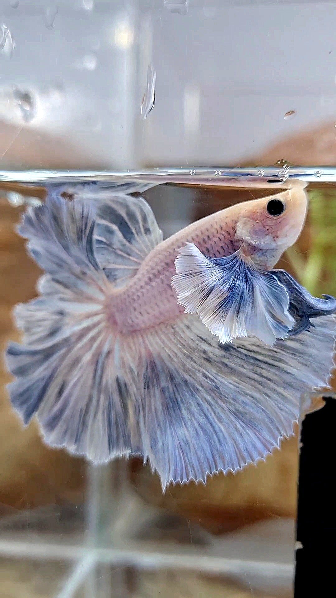 HALFMOON SUPER DUMBO EAR ROSETAIL BLUE GRIZZLE BETTA FISH