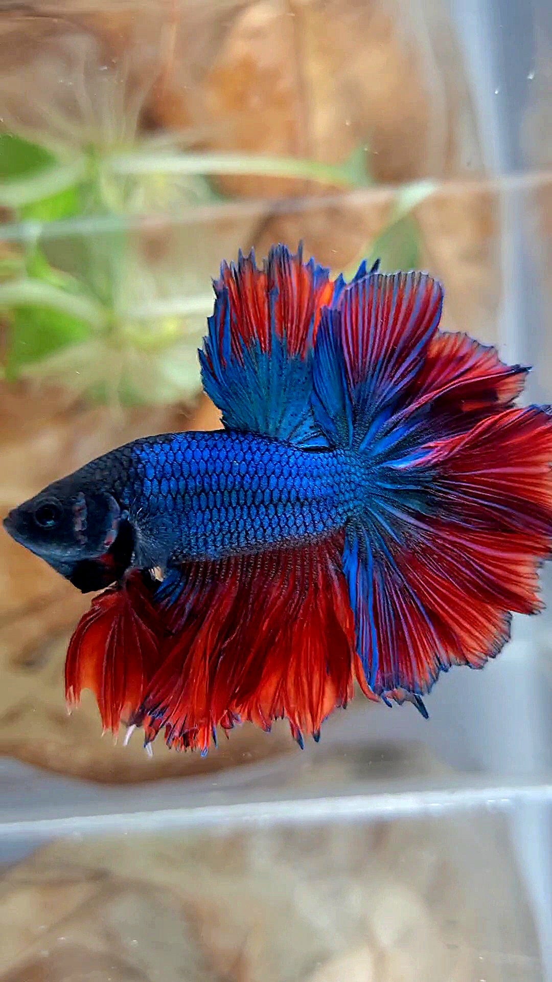 KING ROSETAIL HALFMOON BLUE RED BETTA FISH
