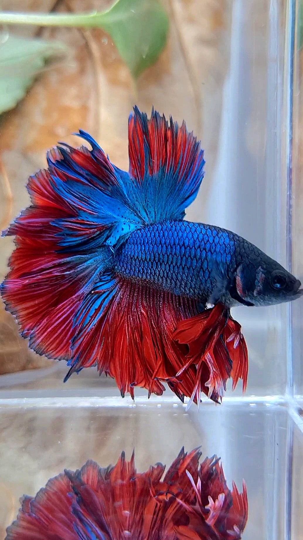KING ROSETAIL HALFMOON BLUE RED BETTA FISH