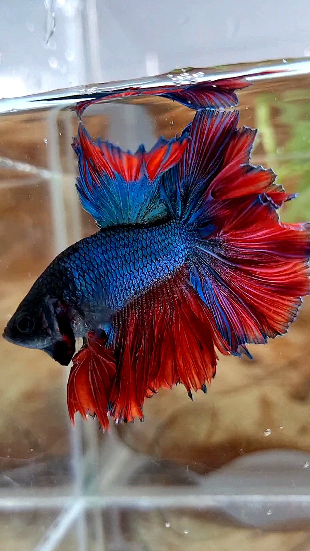 KING ROSETAIL HALFMOON BLUE RED BETTA FISH
