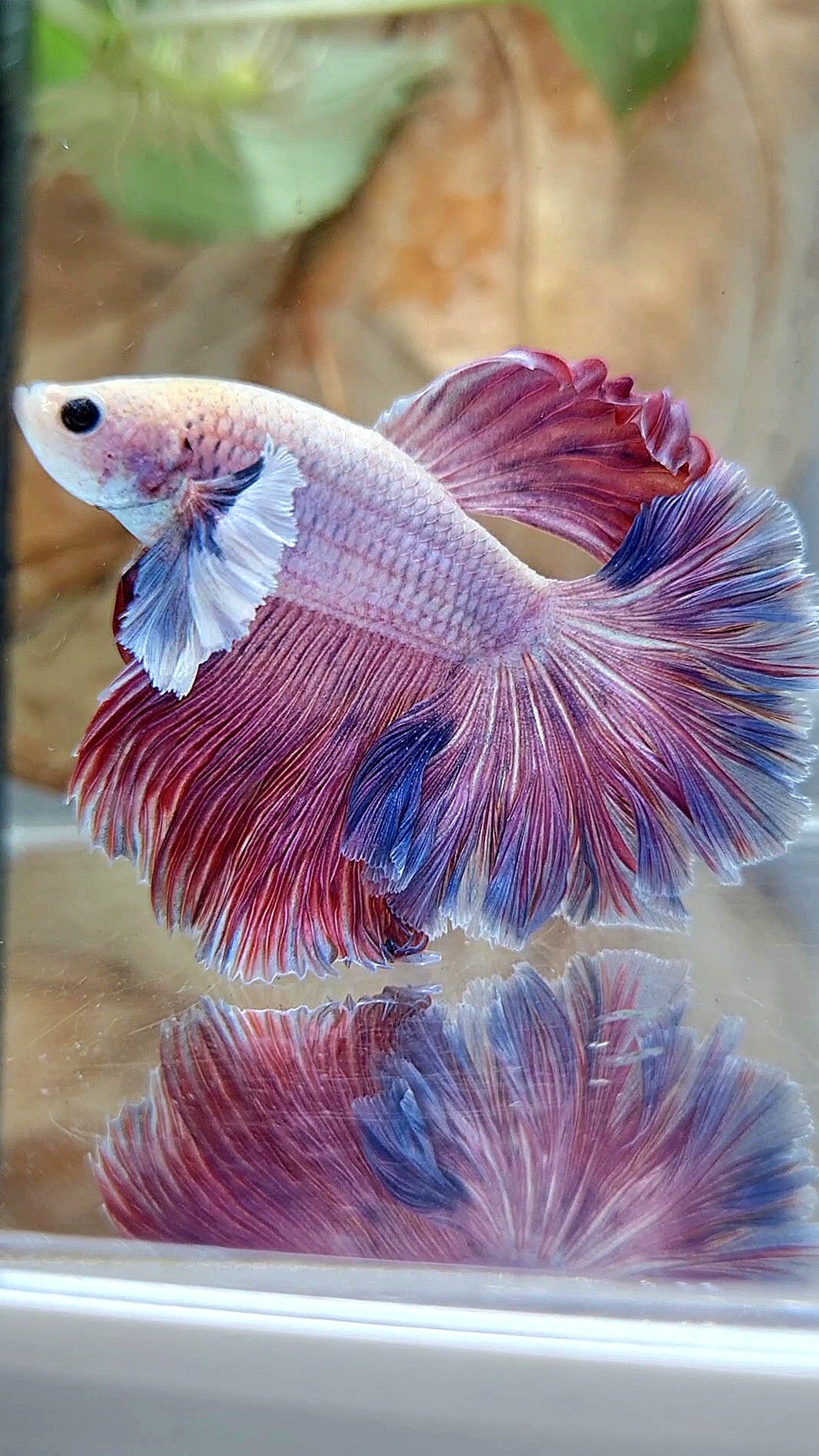 HALFMOON DUMBO EAR ROSETAIL PURPLE PINK GRIZZLE BETTA FISH