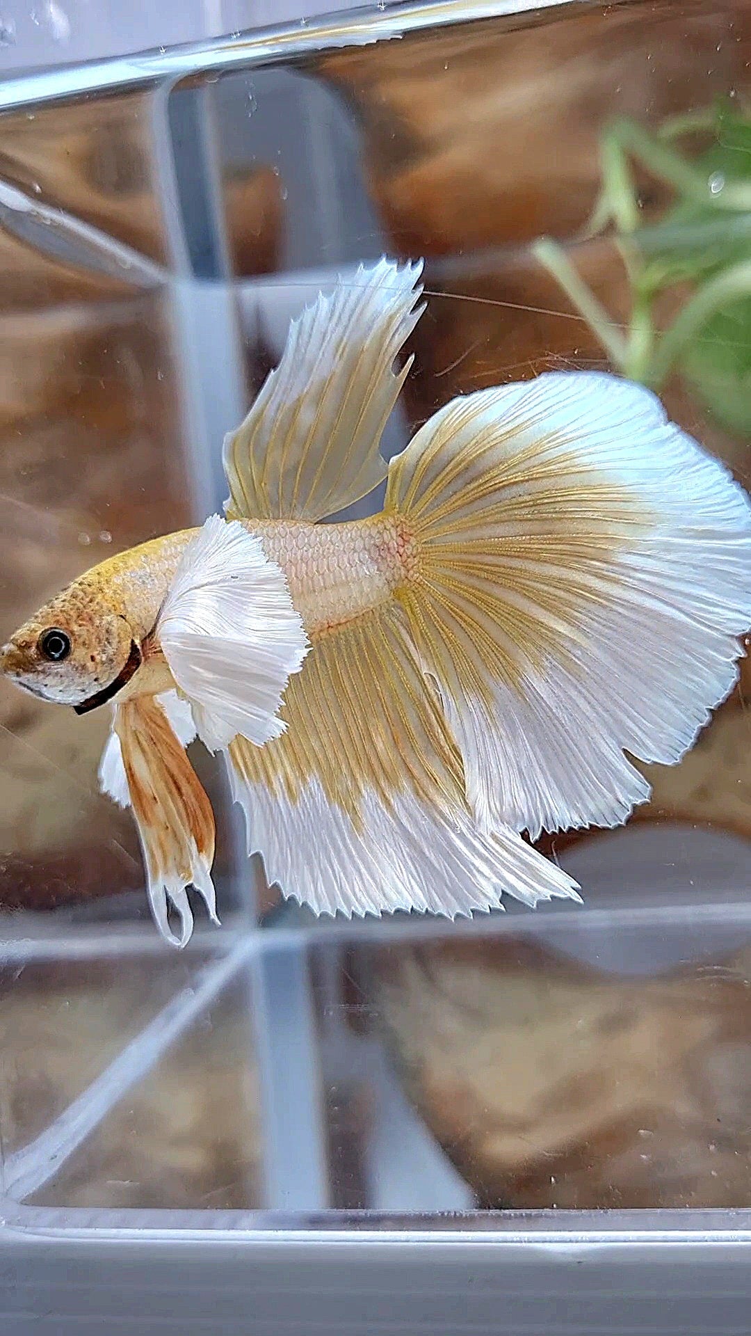 HALFMOON DUMBO EAR GOLD BUTTERFLY BETTA FISH