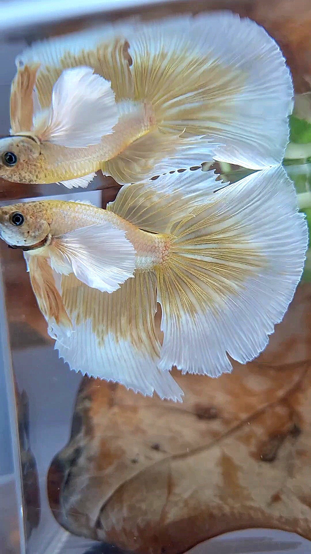 HALFMOON DUMBO EAR GOLD BUTTERFLY BETTA FISH
