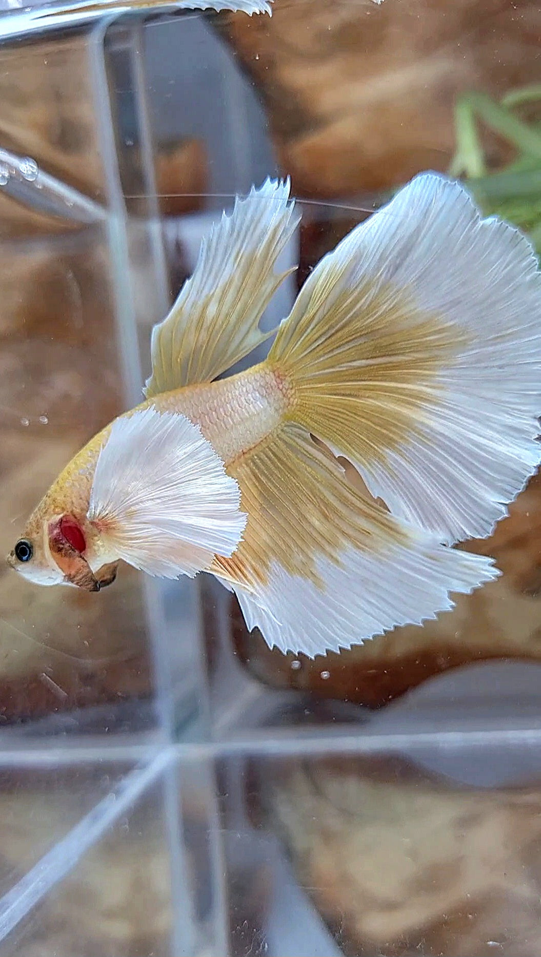 HALFMOON DUMBO EAR GOLD BUTTERFLY BETTA FISH
