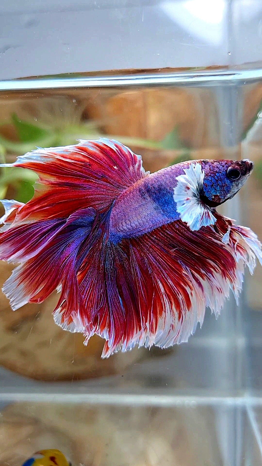 XL HALFMOON DOUBLE TAIL DUMBO EAR ROSETAIL RED PURPLE MAGENTA BETTA FISH