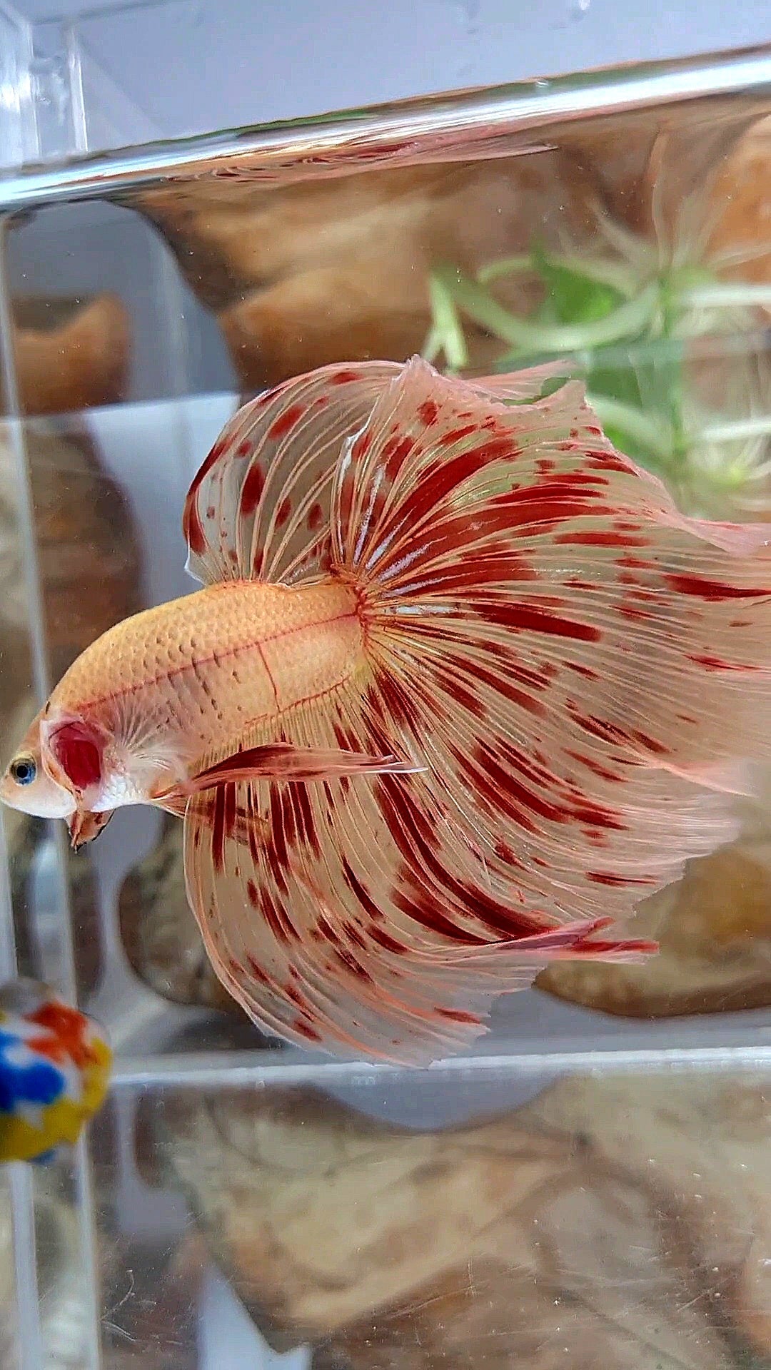 LUXURY XL HALFMOON OVERTAIL ROSETAIL SUPER ARMAGEDDON FIRE BETTA FISH