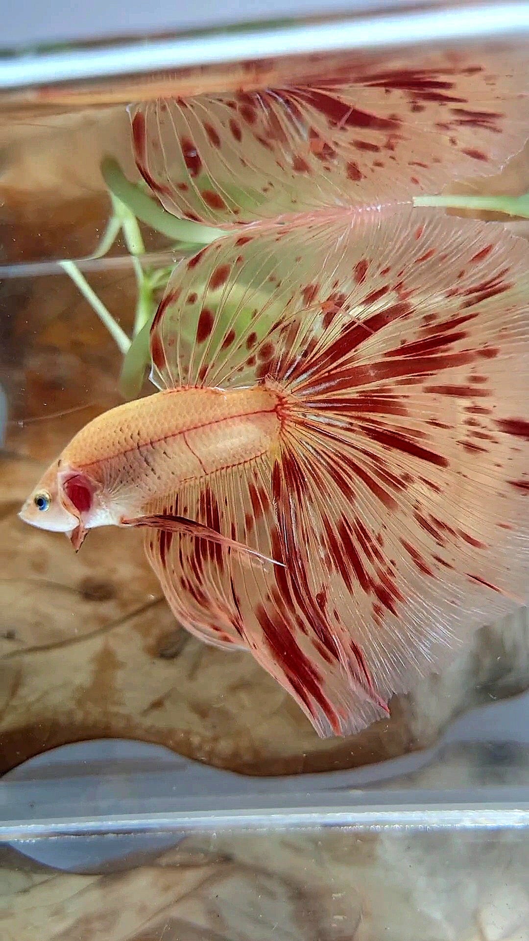 LUXURY XL HALFMOON OVERTAIL ROSETAIL SUPER ARMAGEDDON FIRE BETTA FISH