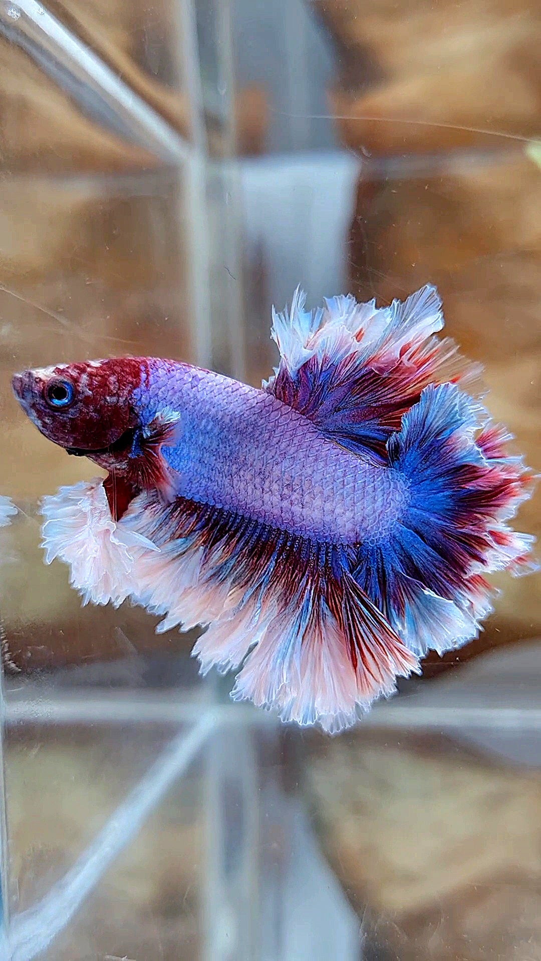 2 FISH KING FEATHER TAIL HALFMOON PURPLE BUTTERFLY & FEMALE KING FEATHER TAIL DUMBO EAR BETTA FISH