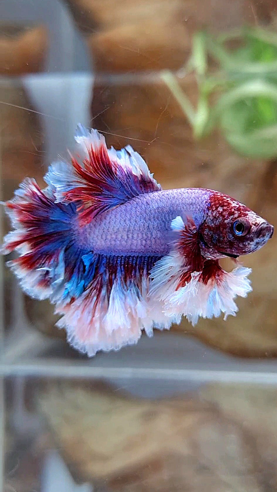 2 FISH KING FEATHER TAIL HALFMOON PURPLE BUTTERFLY & FEMALE KING FEATHER TAIL DUMBO EAR BETTA FISH