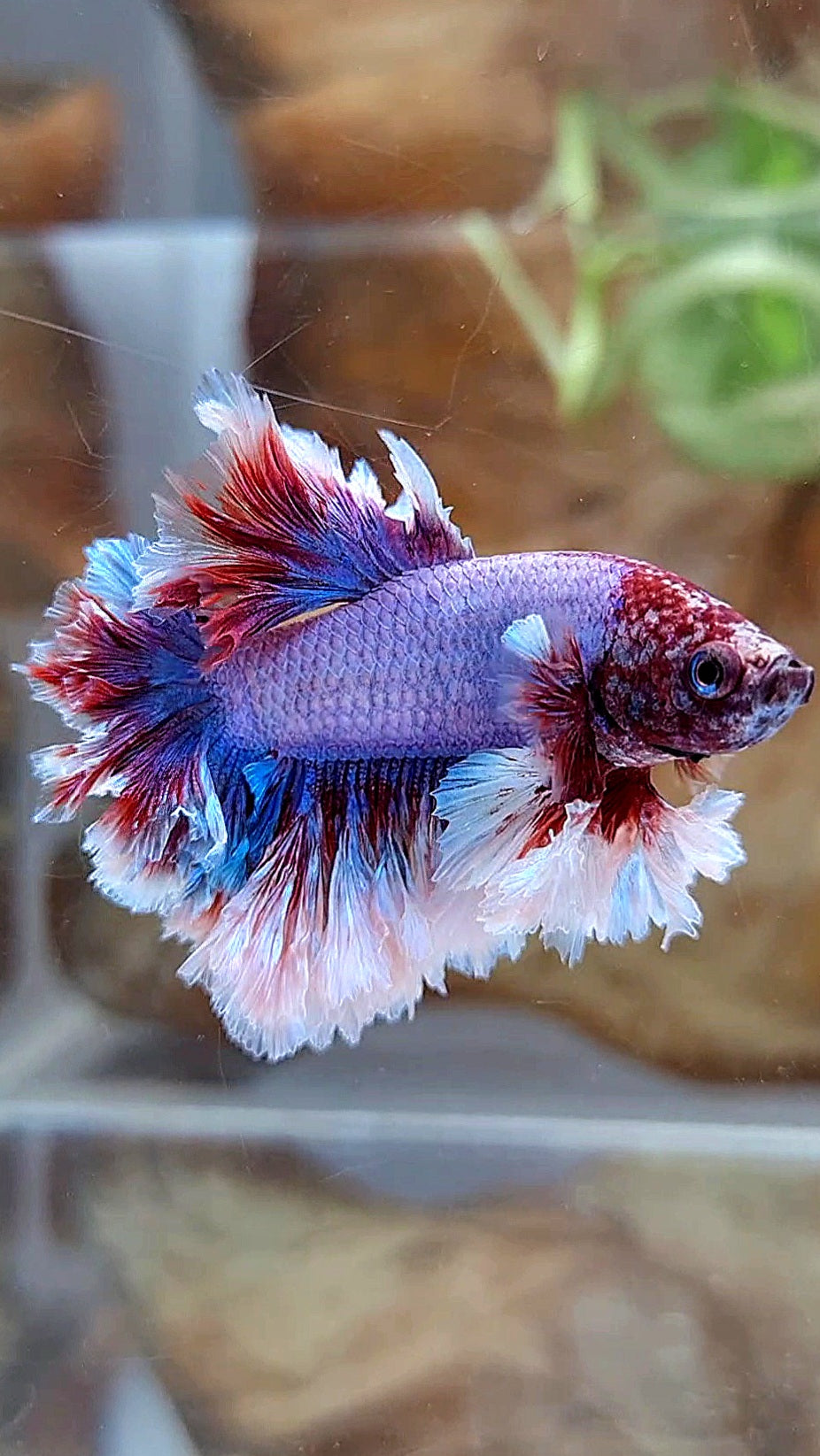 2 FISH KING FEATHER TAIL HALFMOON PURPLE BUTTERFLY & FEMALE KING FEATHER TAIL DUMBO EAR BETTA FISH