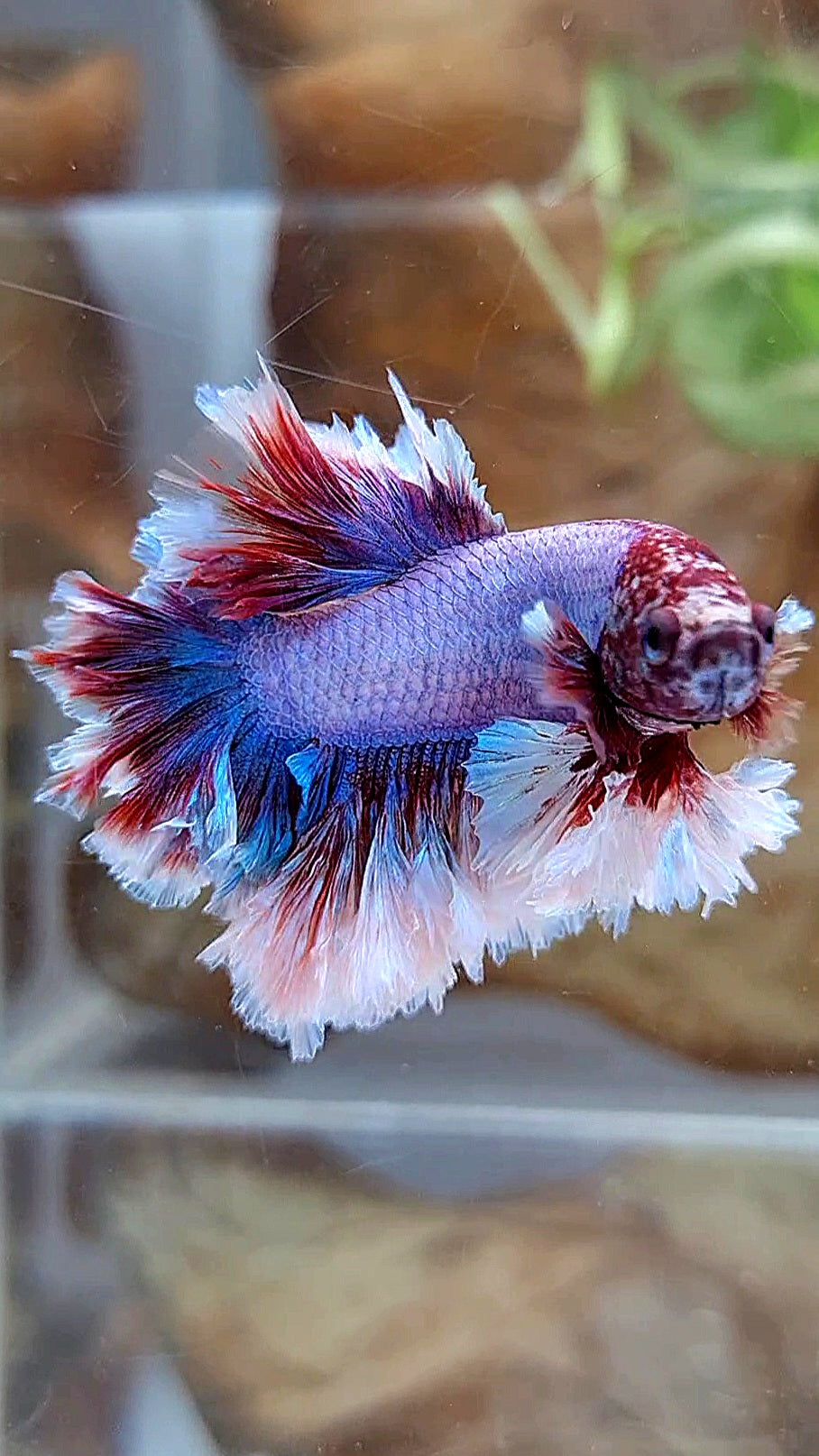 2 FISH KING FEATHER TAIL HALFMOON PURPLE BUTTERFLY & FEMALE KING FEATHER TAIL DUMBO EAR BETTA FISH