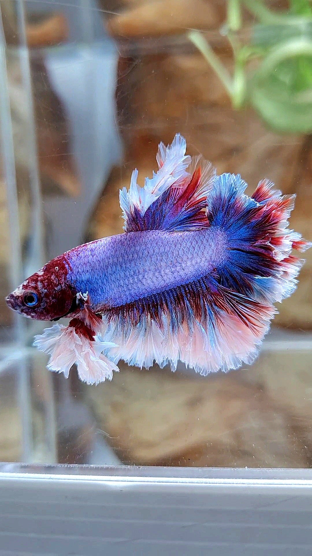 2 FISH KING FEATHER TAIL HALFMOON PURPLE BUTTERFLY & FEMALE KING FEATHER TAIL DUMBO EAR BETTA FISH