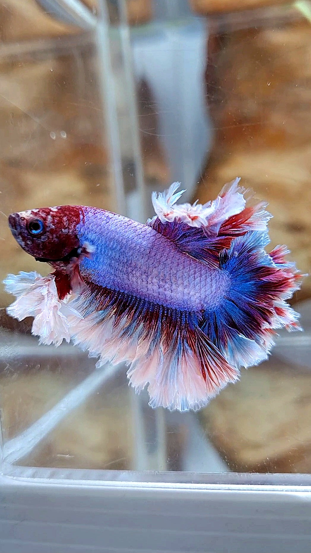 2 FISH KING FEATHER TAIL HALFMOON PURPLE BUTTERFLY & FEMALE KING FEATHER TAIL DUMBO EAR BETTA FISH
