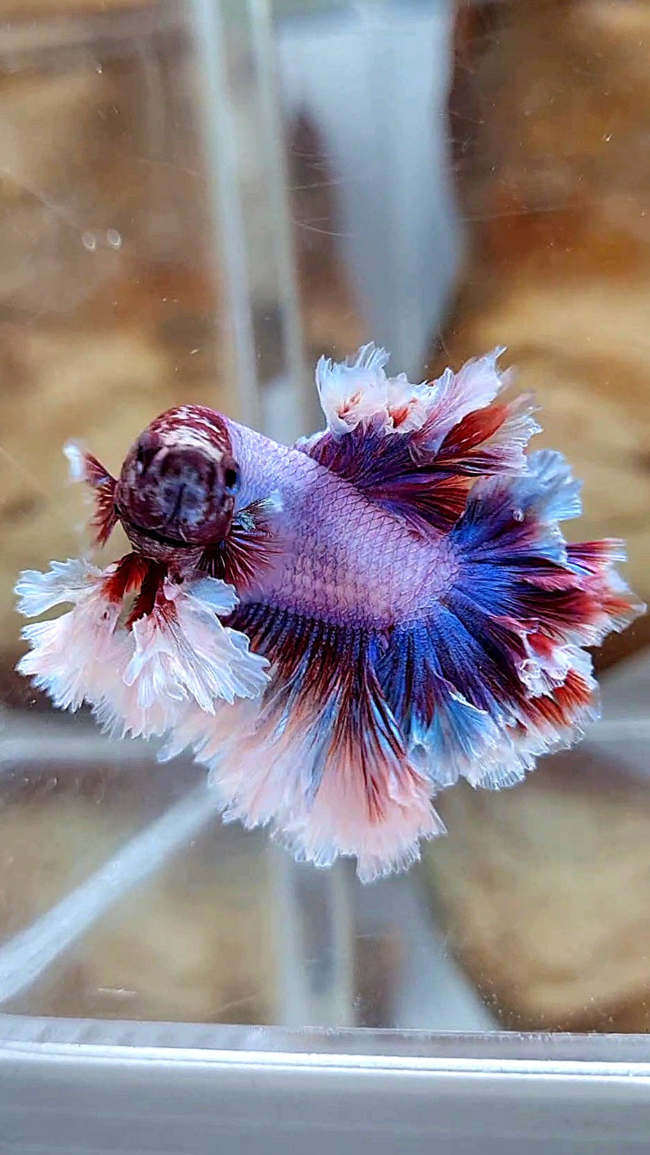 2 FISH KING FEATHER TAIL HALFMOON PURPLE BUTTERFLY & FEMALE KING FEATHER TAIL DUMBO EAR BETTA FISH