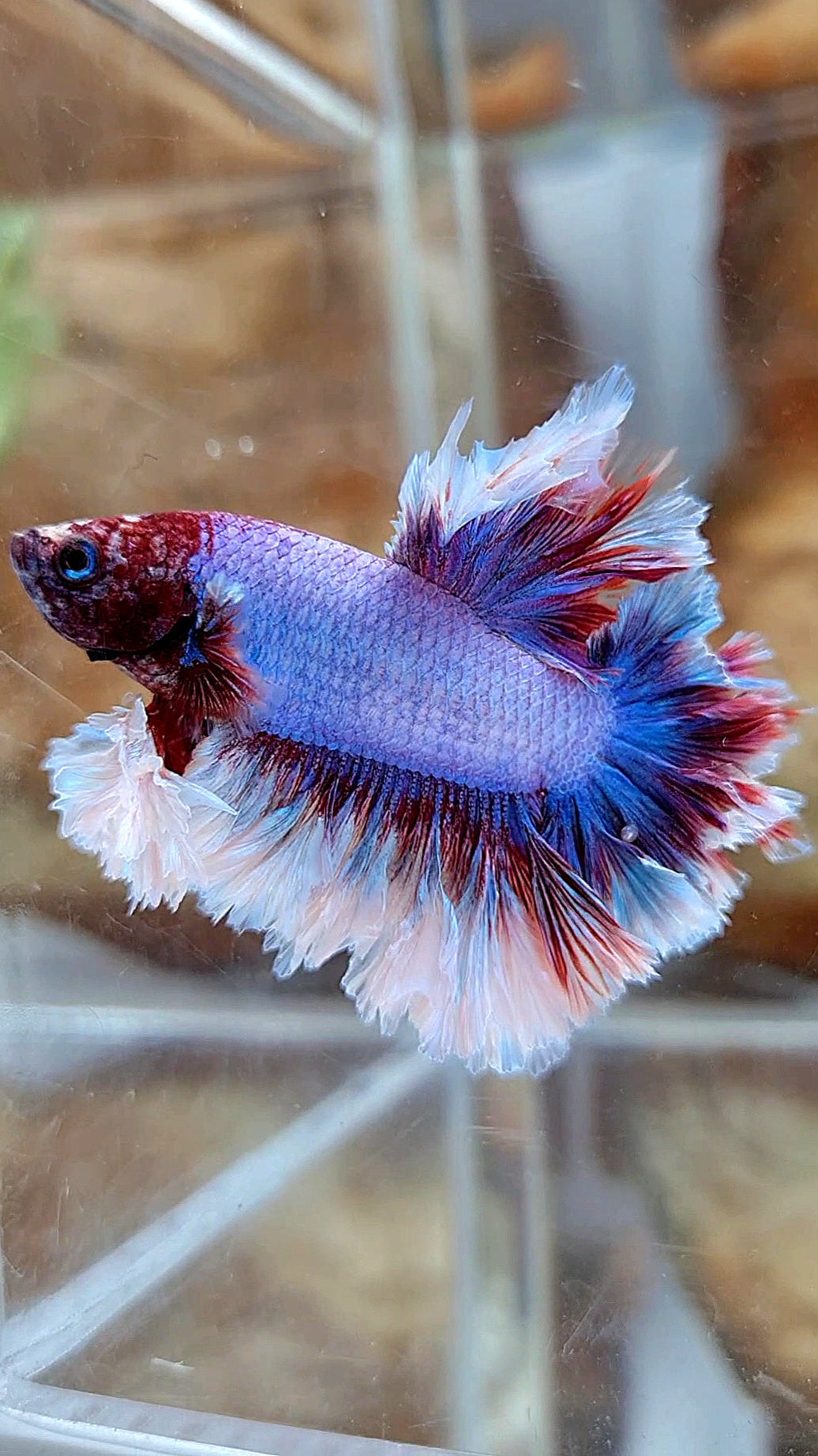 2 FISH KING FEATHER TAIL HALFMOON PURPLE BUTTERFLY & FEMALE KING FEATHER TAIL DUMBO EAR BETTA FISH