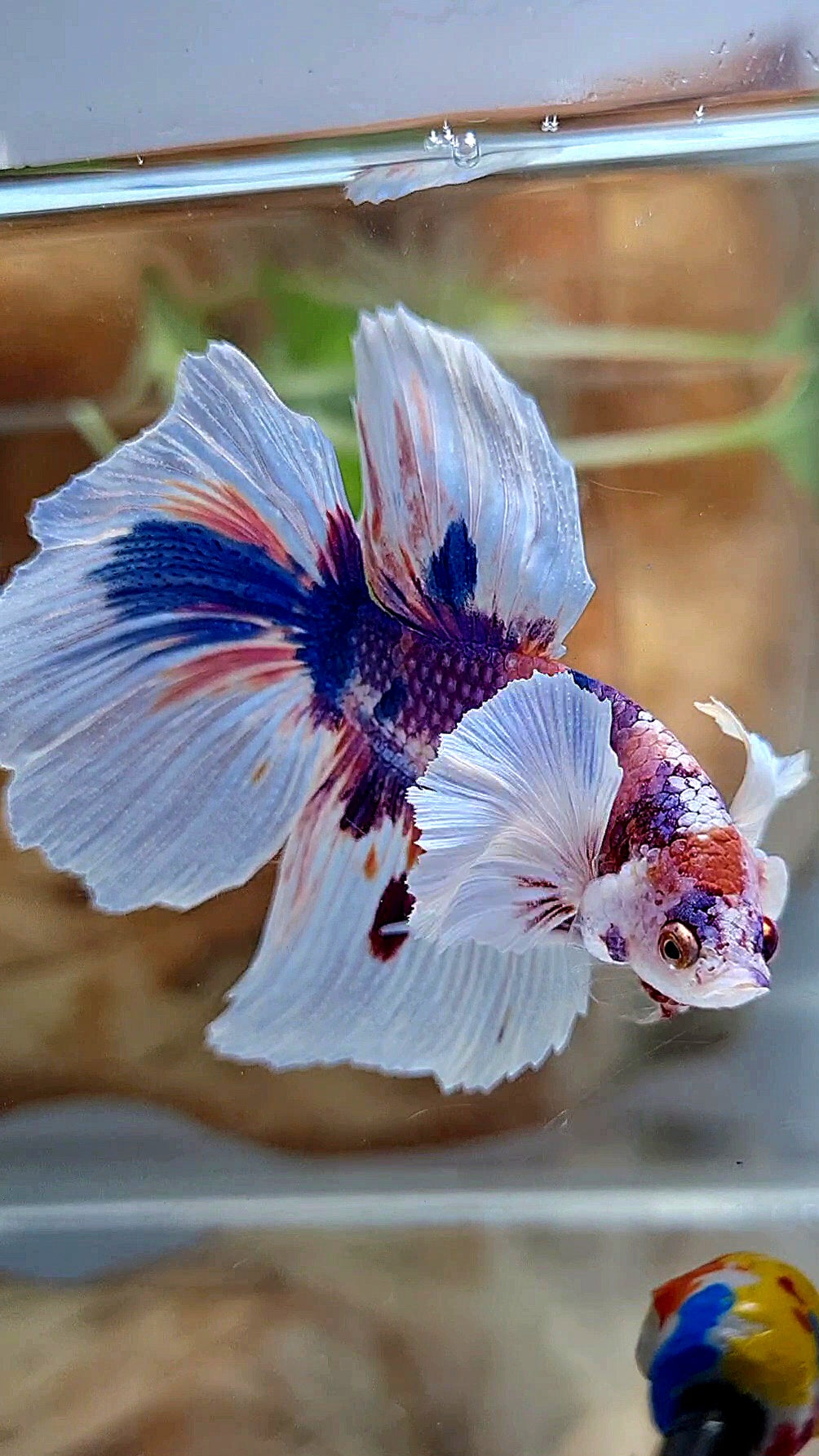 HALFMOON DUMBO EAR PURPLE CANDY MULTICOLOR BETTA FISH